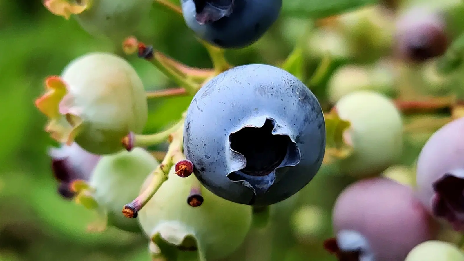 Arándanos en la planta