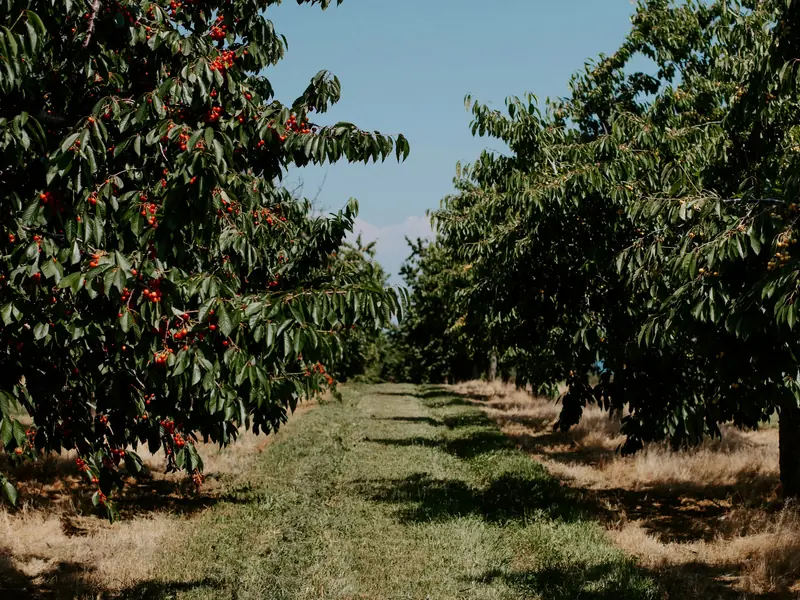 Hilera de árboles frutales en el huerto durante la cosecha