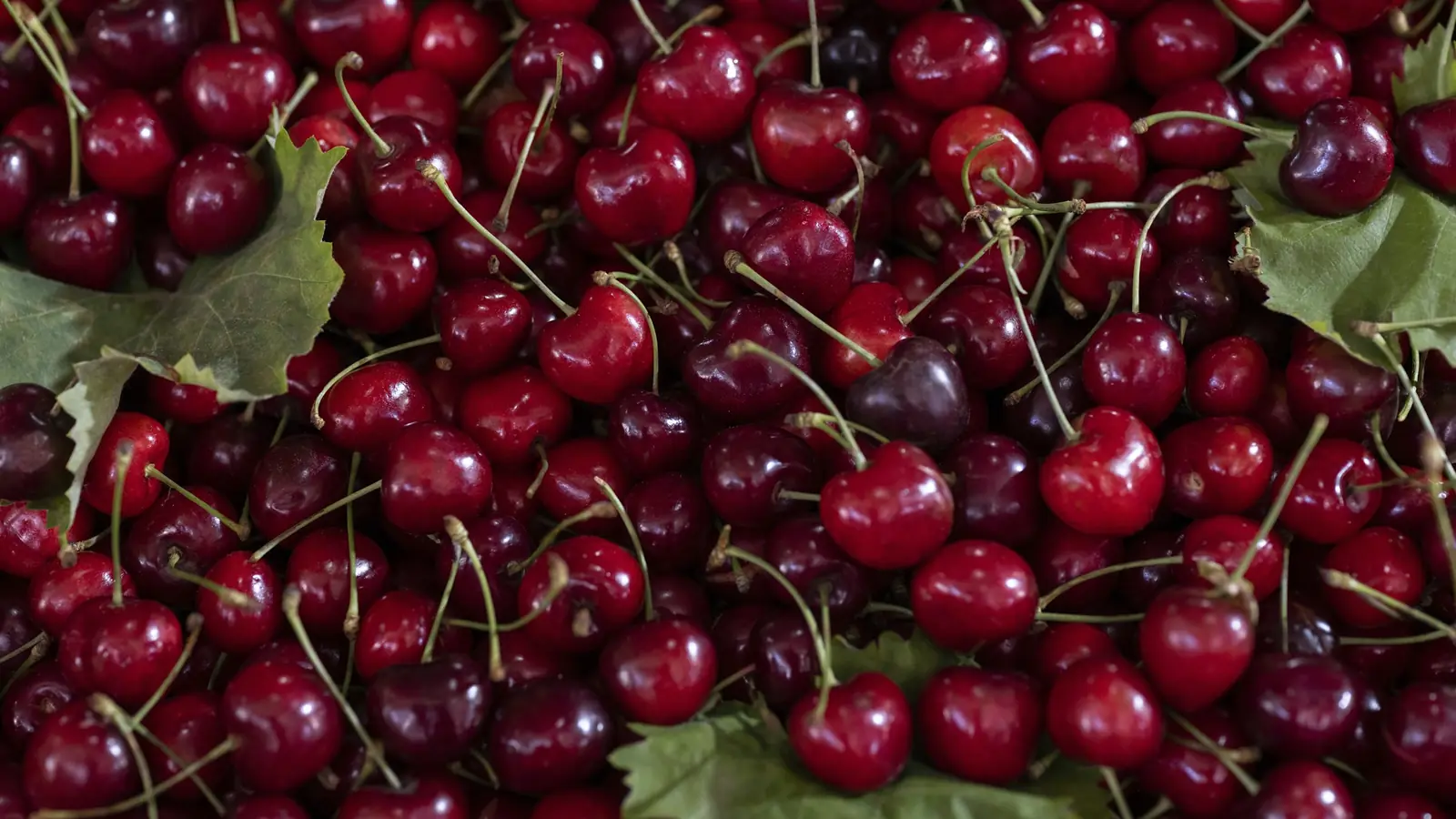 Cerezas rojas recién cosechadas