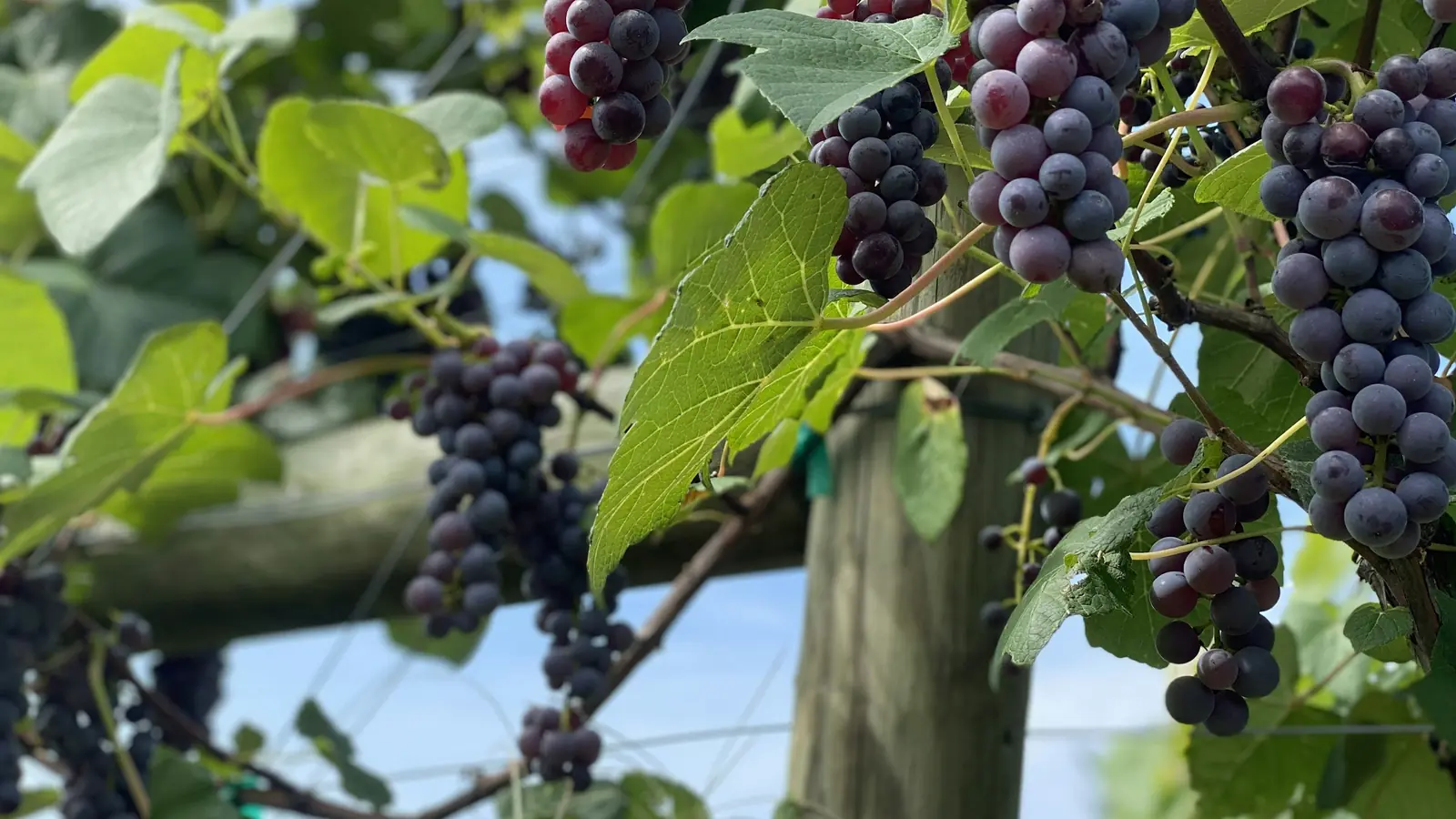 Racimos de uva colgando de la parra