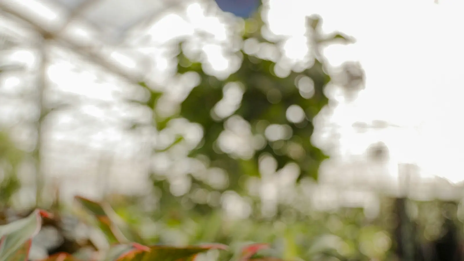 Interior de un invernadero con plantas