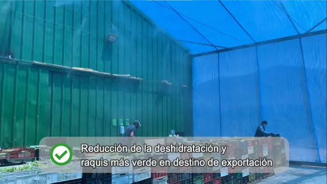Miniatura del video: Humidificación en la recepción en packing de uva de mesa
