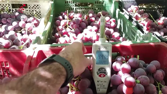 Miniatura del video: Por qué humidificar en postcosecha de uva. Comparación de acopio con y sin humidificación
